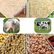 Protease in Animal Feed Market: Livestock Production