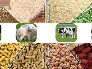 Protease in Animal Feed Market: Livestock Production