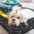 Why Every Pet Owner Needs a Reliable Dog Travel Suitcase