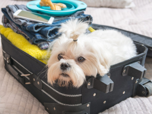 Why Every Pet Owner Needs a Reliable Dog Travel Suitcase