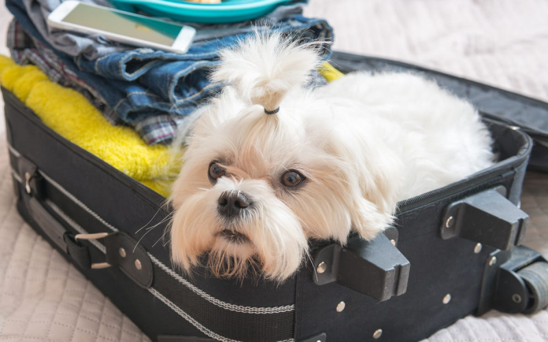 Why Every Pet Owner Needs a Reliable Dog Travel Suitcase