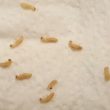 what do baby termites look like