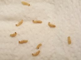 what do baby termites look like