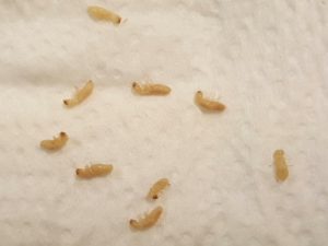 what do baby termites look like