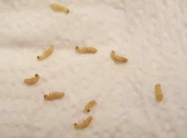 what do baby termites look like