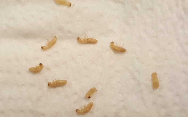 what do baby termites look like
