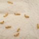 what do baby termites look like