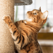 Why a Cat Post Scratcher Is Essential for Your Feline’s Happiness