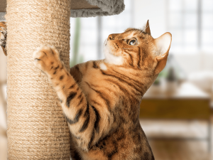 Why a Cat Post Scratcher Is Essential for Your Feline’s Happiness