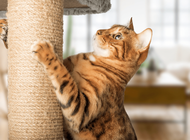 Why a Cat Post Scratcher Is Essential for Your Feline’s Happiness
