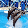 Plan Your Visit To Dubai Dolphinarium Timings, Tickets & Tips