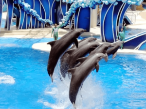 Plan Your Visit To Dubai Dolphinarium Timings, Tickets & Tips