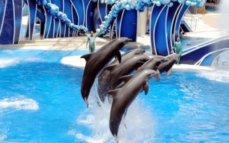 Plan Your Visit To Dubai Dolphinarium Timings, Tickets & Tips