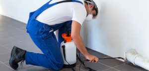 Best Pest Control in Kolkata
