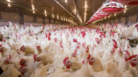 Poultry Farming
