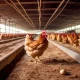 Poultry Farming