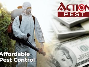 Affordable Pest Control Packages for Waco Homeowners