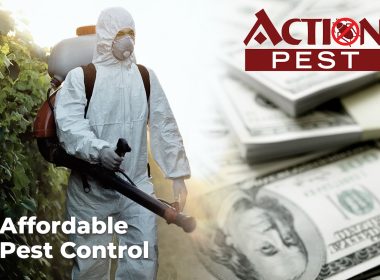 Affordable Pest Control Packages for Waco Homeowners