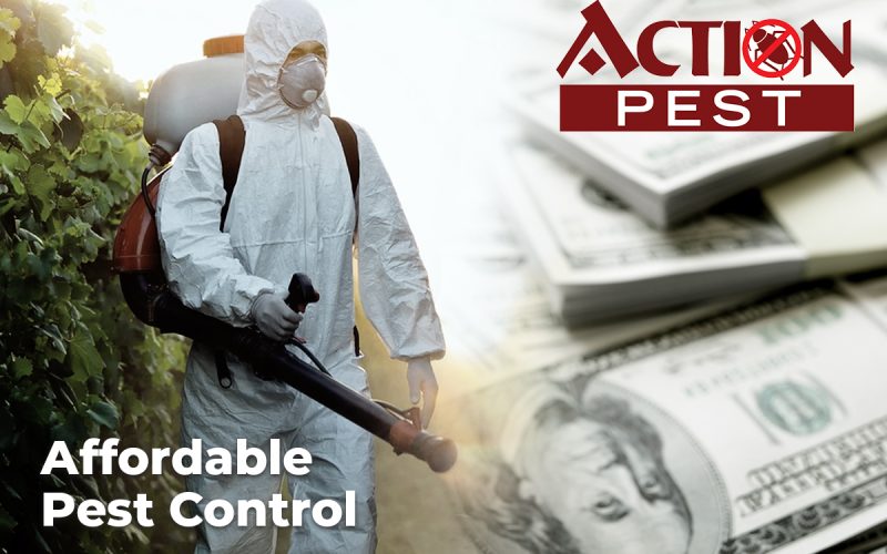 Affordable Pest Control Packages for Waco Homeowners