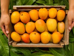 Rosh Pack Mango Boxes
