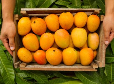Rosh Pack Mango Boxes
