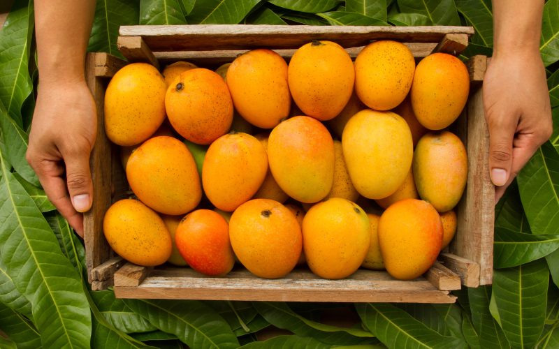 Rosh Pack Mango Boxes