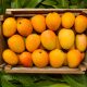 Rosh Pack Mango Boxes