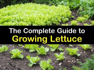 Lettuce Germination Rates Matter for Your Garden’s Success