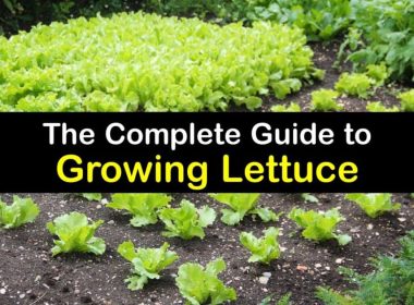 Lettuce Germination Rates Matter for Your Garden’s Success