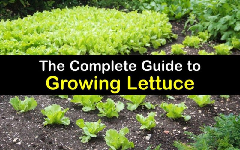 Lettuce Germination Rates Matter for Your Garden’s Success