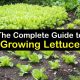 Lettuce Germination Rates Matter for Your Garden’s Success