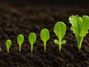 lettuce seed