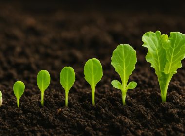 lettuce seed