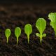 lettuce seed