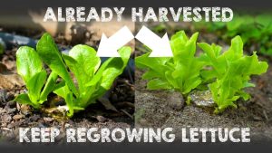 Lettuce Germination Rates Matter for Your Garden’s Success