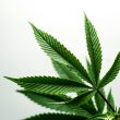 Marijuana Dispensaries