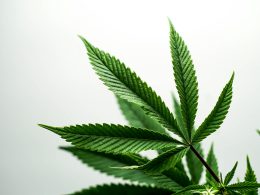 Marijuana Dispensaries