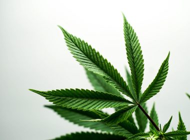Marijuana Dispensaries