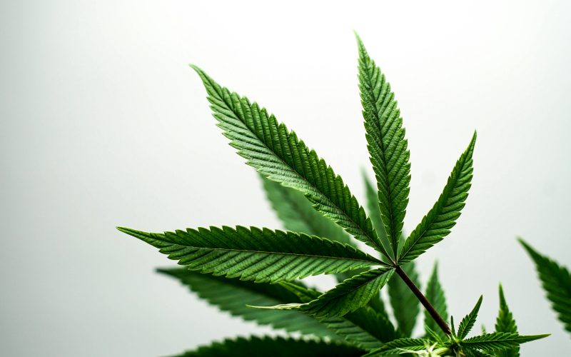 Marijuana Dispensaries