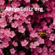 AaryaEditz org