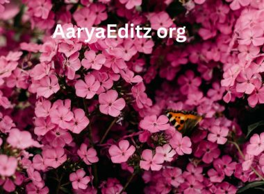 AaryaEditz org