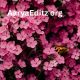AaryaEditz org