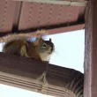 Brampton Squirrel Control