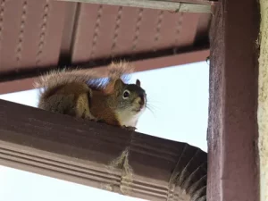Brampton Squirrel Control