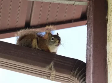 Brampton Squirrel Control