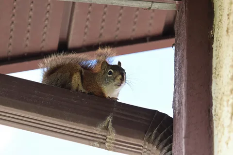 Brampton Squirrel Control