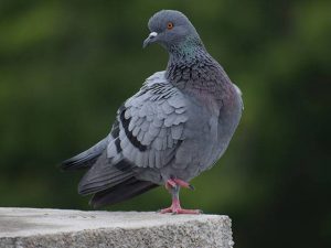 Professional Pigeon Control in Las Vegas