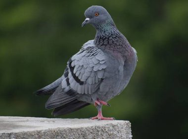 Professional Pigeon Control in Las Vegas