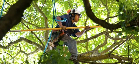 Large Tree Cutting