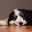 Bernedoodle Puppy Training